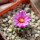 STROMBOCACTUS esperanzae var. nova long spines, SN 2014.0201, 5 cm pot, flowering SEEDLING
