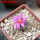 STROMBOCACTUS esperanzae var. nova long spines, SN 2014.0201, 5 cm pot, flowering SEEDLING