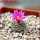 STROMBOCACTUS esperanzae var. nova long spines, SN 2014.0201, 5 cm pot, flowering SEEDLING