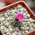 STROMBOCACTUS esperanzae var. nova long spines, SN 2014.0201, 5 cm pot, flowering SEEDLING