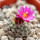 STROMBOCACTUS esperanzae var. nova long spines, SN 2014.0201, 5 cm pot, flowering SEEDLING