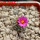 STROMBOCACTUS esperanzae var. nova long spines, SN 2014.0201, 5 cm pot, flowering SEEDLING