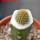 BRACHYCEREUS nesioticus clone P4, 14 cm pot, grafted offset