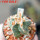 AZTEKIUM valdezii GCG 10893, clone C, own roots, 5,5 cm pot, rooted offset