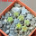 AZTEKIUM valdezii GCG 10893, own roots, 5 cm pot, 6 pcs., SEEDLINGS