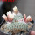 STROMBOCACTUS disciformis f. cristate, 8 cm pot, 2 pcs., SEEDLINGS