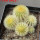 UEBELMANNIA pectinifera var. eriocactoides RNK 99,  6,5 cm pot, 5 pcs., SEEDLINGS
