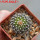 UEBELMANNIA meninensis f. rubra RNK 22/2023, 5 cm pot, SEEDLING