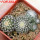 UEBELMANNIA meninensis f. rubra RNK 22/2023, 5 cm pot, 5 pcs., SEEDLINGS