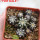 DISCOCACTUS horstii, 5 cm pot, 10 pcs., SEEDLINGS