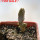 PSEUDOLITHOS dodsonianus, 5 cm pot, SEEDLING