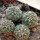 STROMBOCACTUS corregidorae VM 974, 6,5 cm pot, 4 pcs., SEEDLINGS 