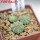 AZTEKIUM ritteri f. intercostatum GCG 10888, Puente Ciprian, 5 cm pot, 3 pcs. SEEDLINGS