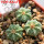 AZTEKIUM ritteri f. intercostatum GCG 10888, Puente Ciprian, 5 cm pot, 3 pcs. SEEDLINGS