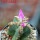 AZTEKIUM valdezii GCG 10893, clone D, own roots, 5,5 cm pot, rooted offset