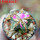 AZTEKIUM valdezii GCG 10893, clone D, own roots, 5,5 cm pot, rooted offset