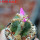 AZTEKIUM valdezii GCG 10893, clone D, own roots, 5,5 cm pot, rooted offset