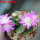 AZTEKIUM valdezii GCG 10893, clone D, own roots, 5,5 cm pot, rooted offset