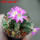 AZTEKIUM valdezii GCG 10893, clone D, own roots, 5,5 cm pot, rooted offset