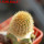 BRACHYCEREUS nesioticus clone P4, 6 cm pot, grafted offset