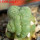 LOPHOPHORA alberto-vojtechii f. cristata, 6 cm pot, grafted