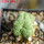 LOPHOPHORA alberto-vojtechii f. cristata, 6 cm pot, grafted