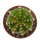 AZTEKIUM ritteri f. intercostatum GCG 10888, illustrative photo