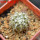 COPIAPOA columna - alba GCG 15329b, f. white spines ex Gerardo Snicer, seedling