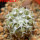 COPIAPOA columna - alba GCG 15329b, f. white spines ex Gerardo Snicer, seedling