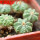 AZTEKIUM ritteri f. rotundum GCG 10005, El Barreal, 5 cm pot, 5 x SEEDLINGS
