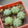 AZTEKIUM ritteri f. rotundum GCG 10005, El Barreal, 5 cm pot, 5 x SEEDLINGS