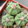 AZTEKIUM ritteri f. intercostatum GCG 10888, Puente Ciprian, 5 cm pot, 3 pcs. SEEDLINGS