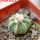 AZTEKIUM ritteri f. rotundum GCG 10005, El Barreal, 6 cm pot, 2,3 cm SEEDLING