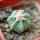 AZTEKIUM ritteri f. rotundum GCG 10005, El Barreal, 6 cm pot, 2,3 cm SEEDLING