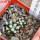 MAMMILLARIA bertholdii GCG 10006, 2 pcs. SEEDLINGS