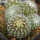 UEBELMANNIA meninensis RNK 47/2023, Serra Negra, illustrative photo
