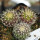 UEBELMANNIA meninensis RNK 47/2023, Serra Negra, illustrative photo