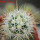 ECHINOCEREUS lindsayi f. yellow spines, clone nr. 4, grafted