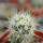 ECHINOCEREUS lindsayi f. yellow spines, clone nr. 4, grafted