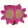 AZTEKIUM valdezii, illustrative photo