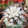 COPIAPOA columna - alba GCG 15329b, f. white spines, illustrative photo