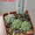 AZTEKIUM ritteri f. intercostatum GCG 10888, Puente Ciprian, 5 cm pot, 3 pcs. SEEDLINGS