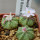 AZTEKIUM ritteri f. rotundum GCG 10005, El Barreal, 5 cm pot, 3 pcs. SEEDLINGS