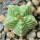 AZTEKIUM valdezii GCG 10893, own roots, 5 cm pot, 1,7 cm SEEDLING