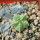 AZTEKIUM valdezii GCG 10893, own roots, 5 cm pot, 1,7 cm SEEDLING