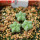 AZTEKIUM valdezii GCG 10893, own roots, 5 cm pot, 3 pcs. SEEDLINGS