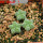 AZTEKIUM valdezii GCG 10893, own roots, 5 cm pot, 3 pcs. SEEDLINGS