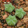 AZTEKIUM valdezii GCG 10893, own roots, 5 cm pot, 3 pcs. SEEDLINGS
