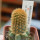 BRACHYCEREUS nesioticus clone P1, 6 cm pot, grafted offset