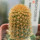 BRACHYCEREUS nesioticus clone P1, 6 cm pot, grafted offset